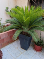 jardinage-pot-de-fleur-sica-ain-merane-chlef-algerie