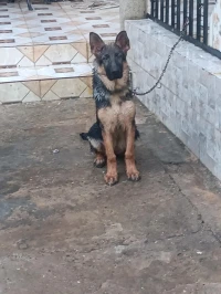 Berger allemand 