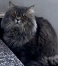 Vente chat 