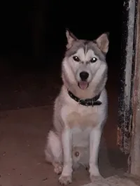 Husky