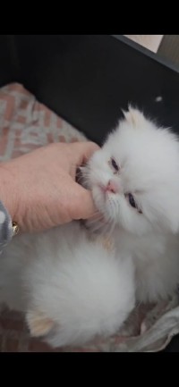 cat-persan-himalaya-alger-centre-algeria