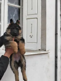 Female chiots berger allemand Pedigré 