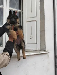 Female chiots berger allemand Pedigré 