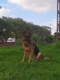 chien-male-berger-allemand-incline-baraki-alger-algerie