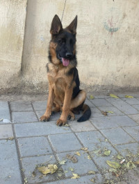 chien-male-berger-allemand-6-mois-pedigre-baraki-alger-algerie