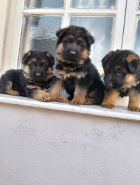 chien-les-chiot-berger-allemand-baraki-alger-algerie