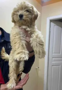 Male chiot caniche 