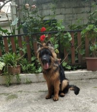 عصفور-male-chiots-berger-allemand-pedigre-براقي-الجزائر