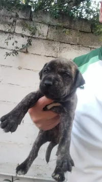 Les chiot carwzi cani corso ba satf 