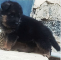 chien-berger-allemand-akbou-bejaia-algerie