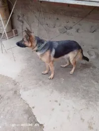 Chien berger allemand 