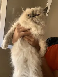 Chatte Persan Himalayan 