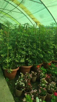 Entretien et création des espaces verts 