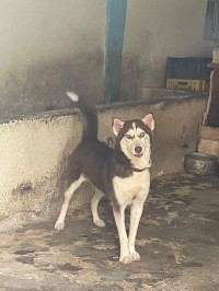 chien-husky-femelle-mekla-tizi-ouzou-algerie