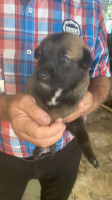 chien-malinois-mekla-tizi-ouzou-algerie