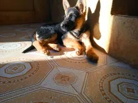 Berger Allemand 