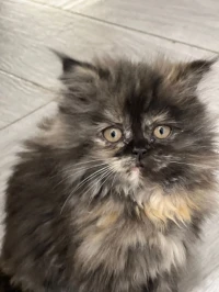Des chats persan et himalayenne
