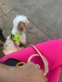 Caniche bichon