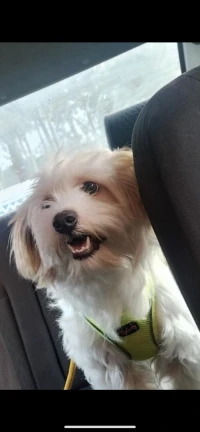 Caniche