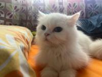 chat-persan-blanc-15mois-femelle-alger-centre-algerie