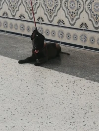 Chien malinois charbonner 