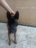 chien-malinois-dar-el-beida-alger-algerie