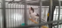 Canari كناري