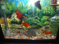 poisson-aquarium-plasma-52cm-avec-poissons-et-accessoires-complet-alger-centre-algerie