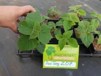 الباولونيا paulownia z07