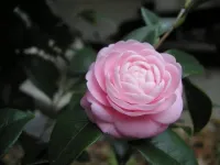Gardénia/ Caméllia 