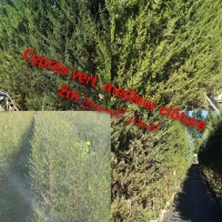 Cyprès vert clôture 
