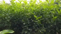 ليمون اربع فصول اوريكا
