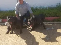 Cane corso