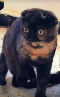 Scottish fold