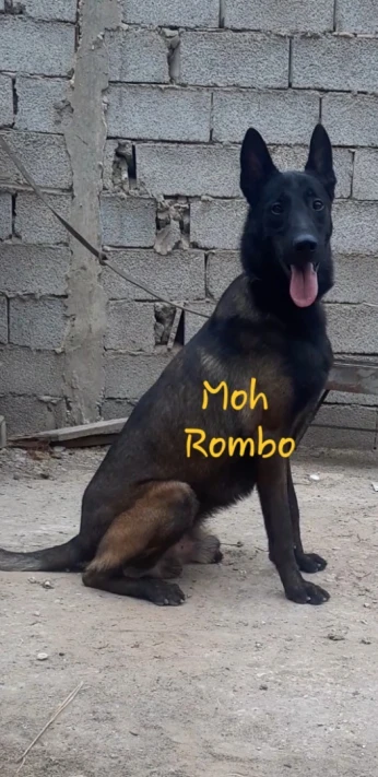 Mêle malinois
