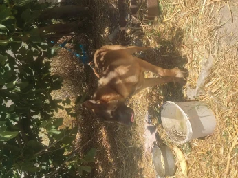 مالينوا في عمرو 5 اشهر