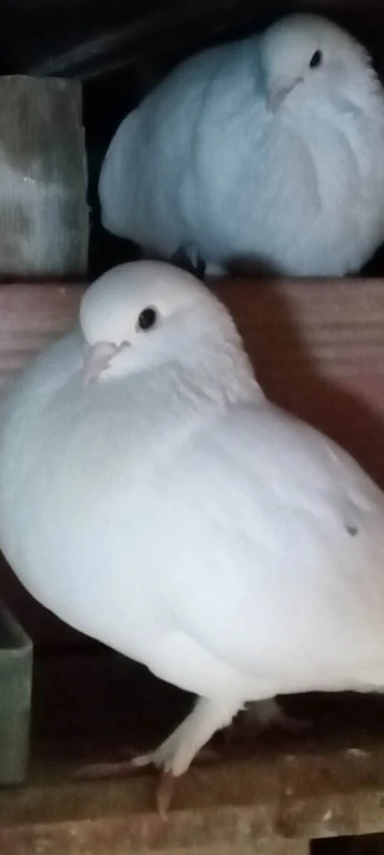 pigeons blanc حمام ابيض حضان منتج