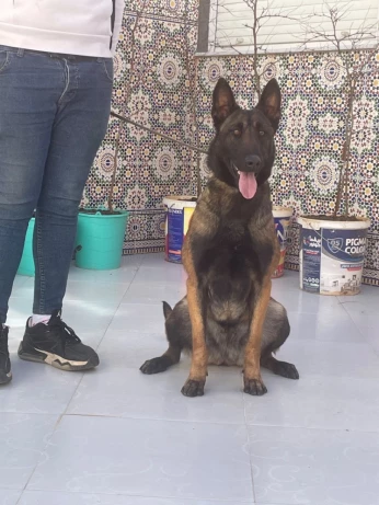 Femelle malinois âge de 19 mois avec son petit-fils