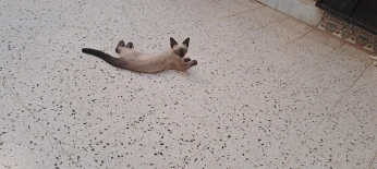 Siamois