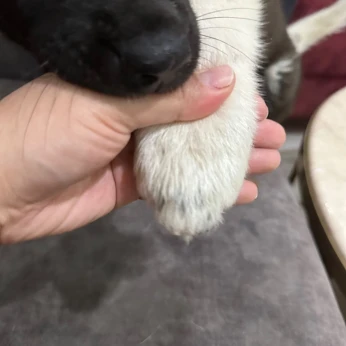 Akita American