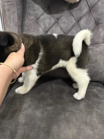 Akita American