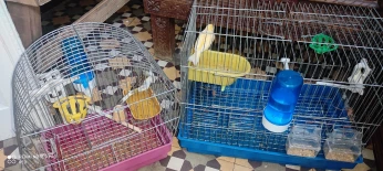 Canaris