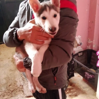 A vendre chien hasky sebere