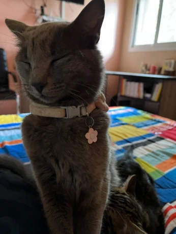 Don de chat