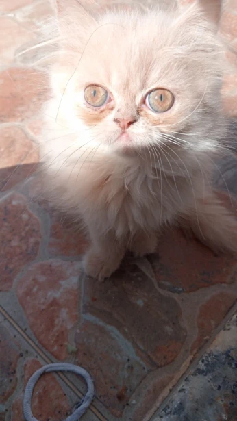 Chaton persan chinchilla