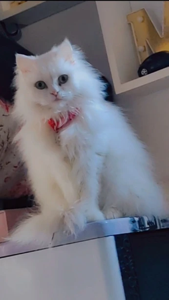Chat persan