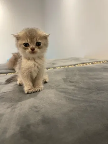 Chat 
