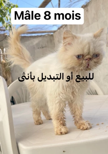 Chat Persan himalayen mâle