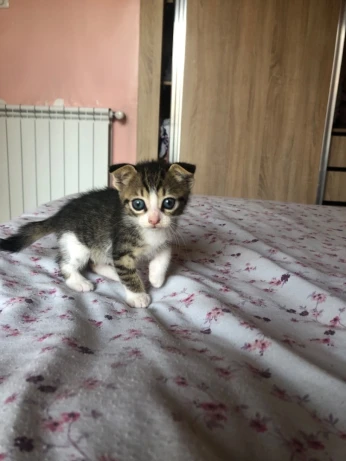 Chat Scottish