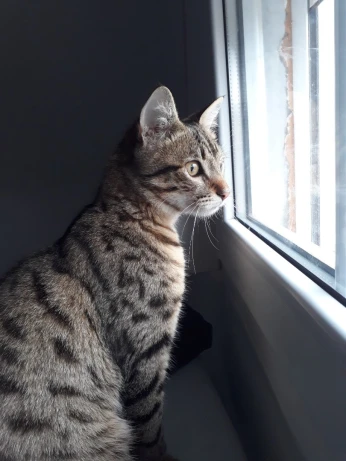 Adoption